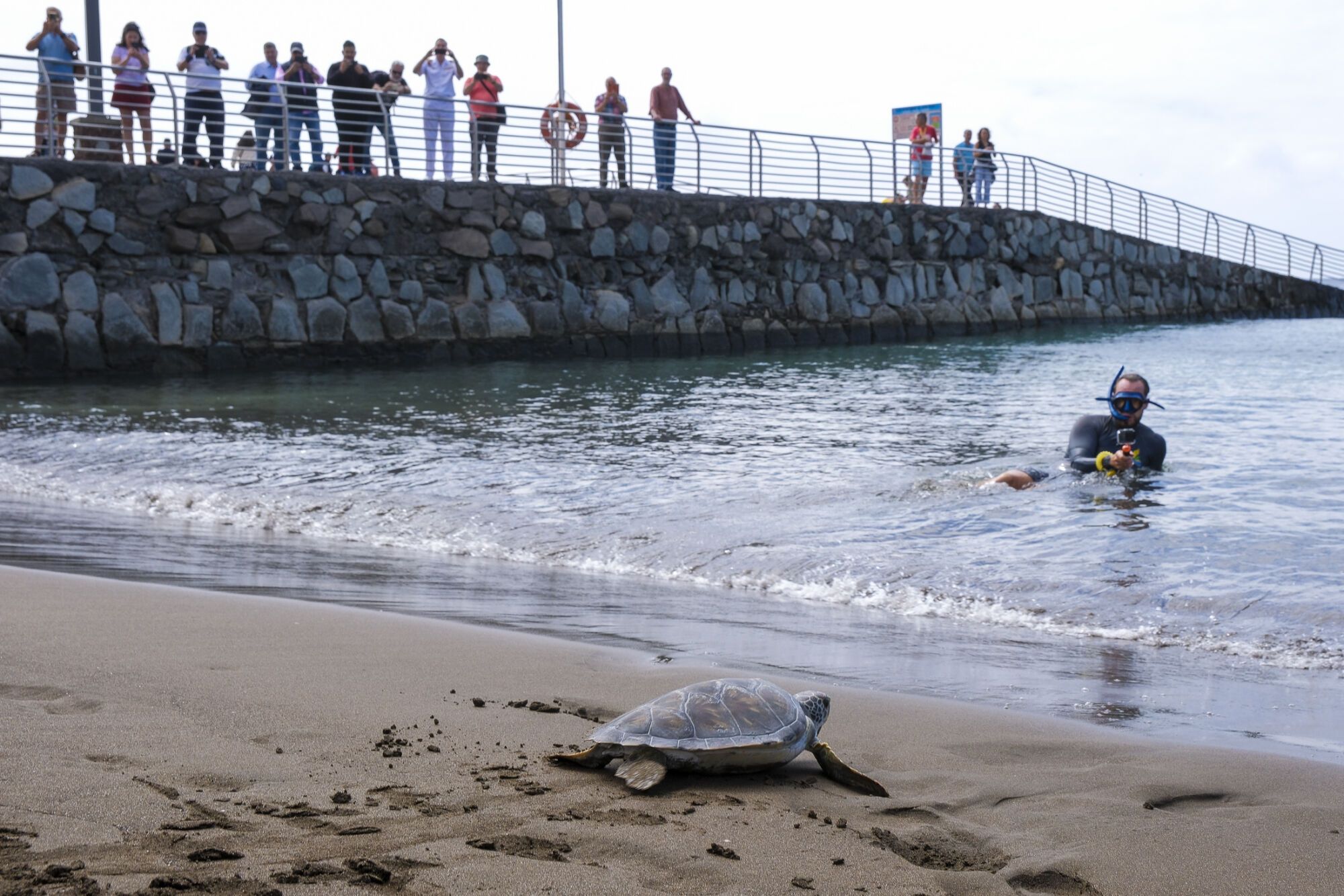 Liberan una tortuga en Telde