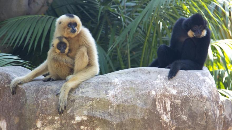 La cría de Gibón nacida en agosto de 2017 en Bioparc Fuengirola es una hembra