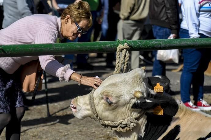 08-12-19 GRAN CANARIA. JINAMAR. JINAMAR. TELDE. Fiesta de la Inmaculade Concepcion y de la Caña Dulce de Jinamar, feria de ganado, procesión.. Fotos: Juan Castro.  | 08/12/2019 | Fotógrafo: Juan Carlos Castro