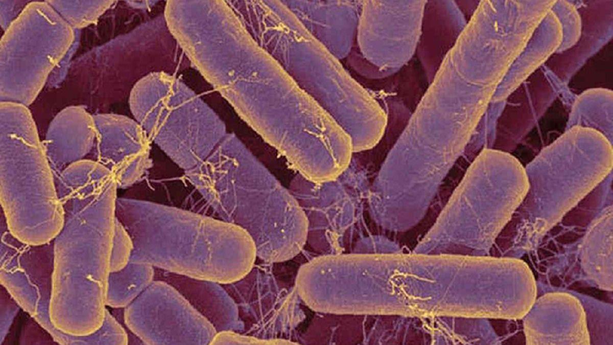 El tipo de bacteria intestinal denominado Bacteroides puede constituir hasta el 30% de la microbiota normal en el intestino humano.