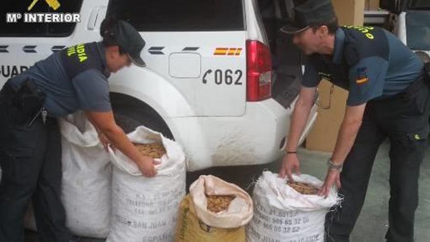 Imputan a 19 personas por robar 36.000 kg de almendra y algarroba