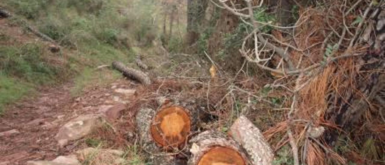 El «tomicus»  ha arrasado 100.000 pinos en Castelló