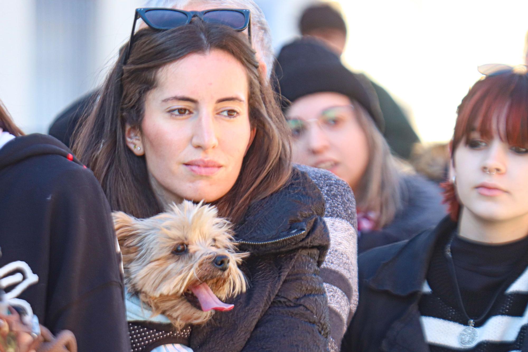 Romería y Bendición de animales en San Antón de Elche