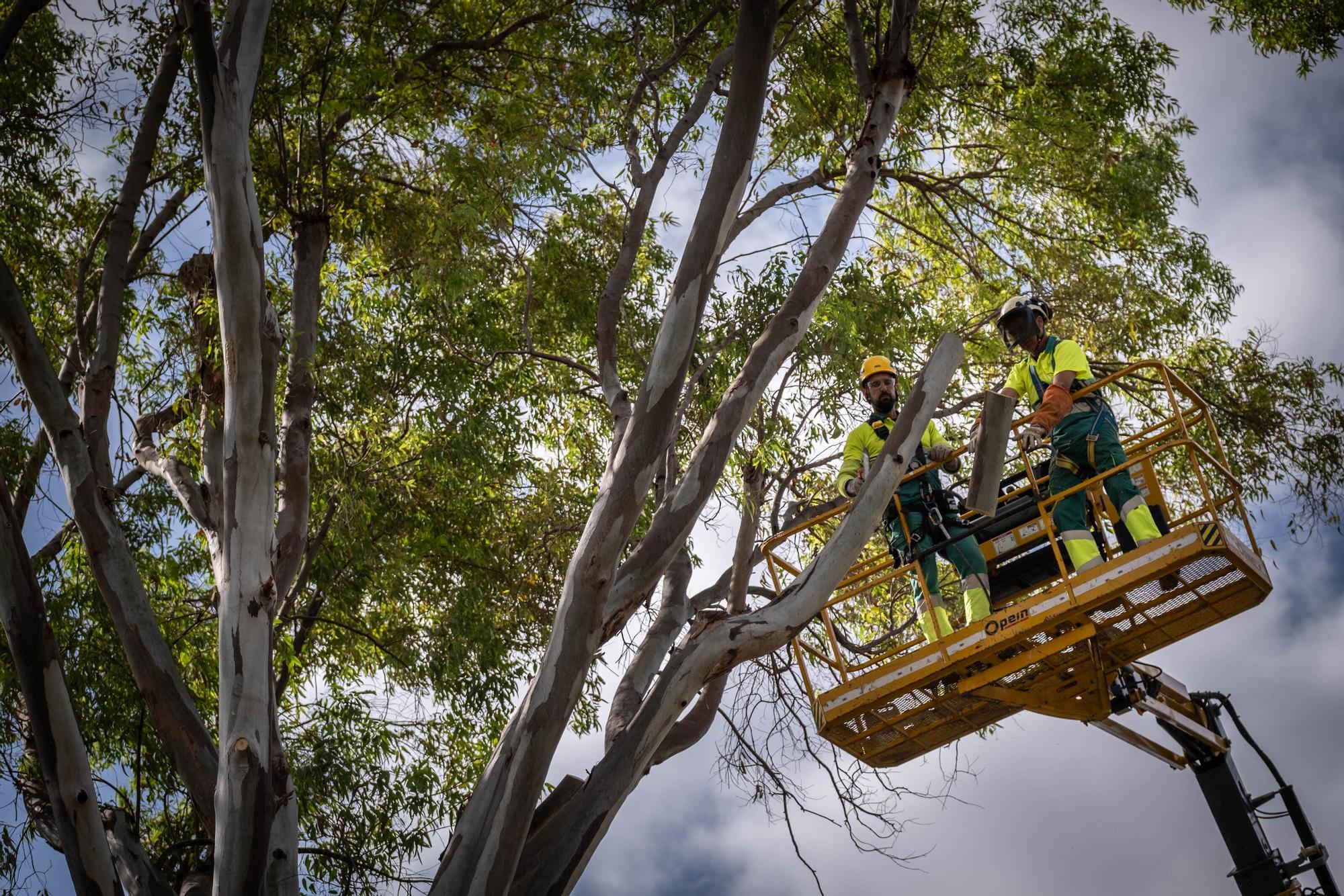 El Ayuntamiento de Santa Cruz tala un árbol en el Parque García Sanabria después de que una de sus ramas cayera sobre un turista.