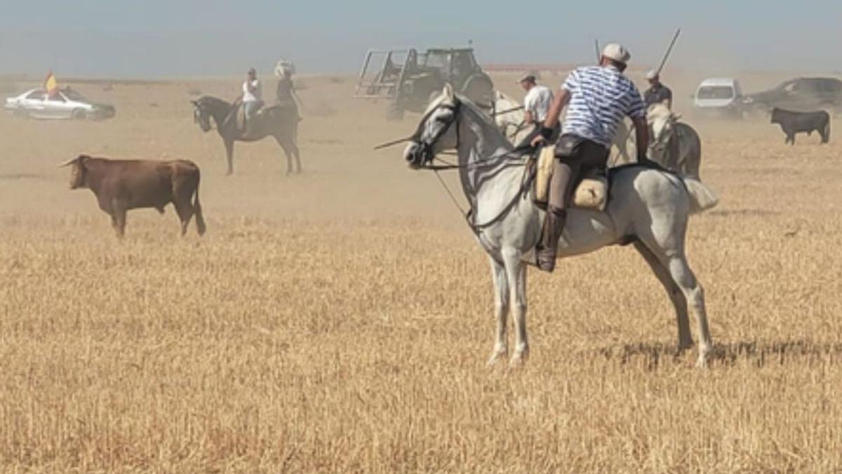 Uno de los novillos en el campo, expectante. | E. P.