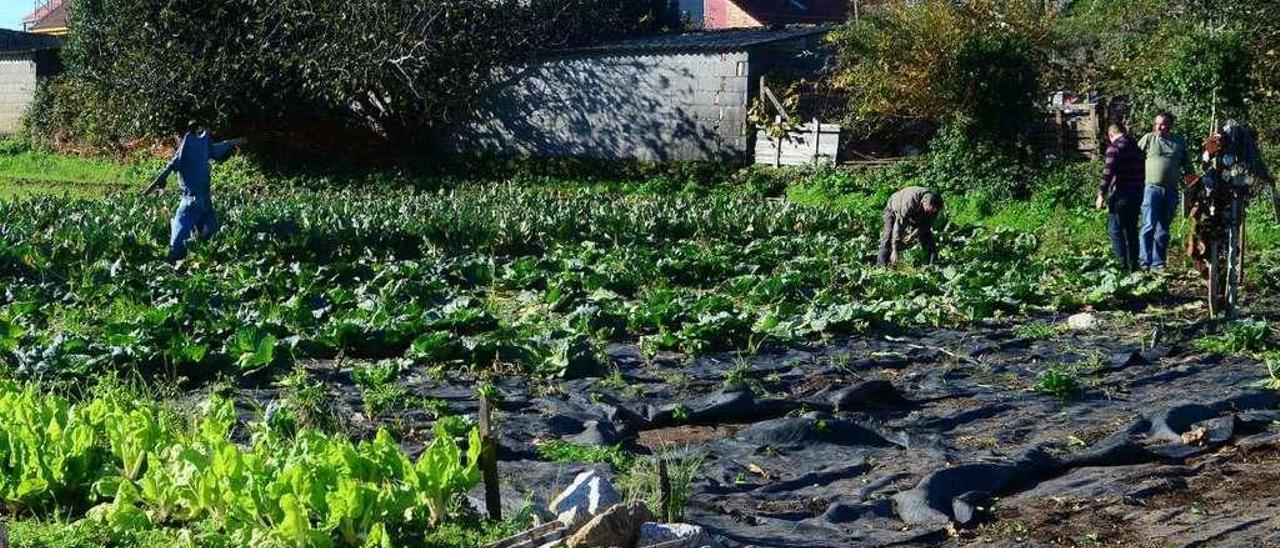 Un cultivo de huerta en la comarca de O Salnés. // Noé Parga