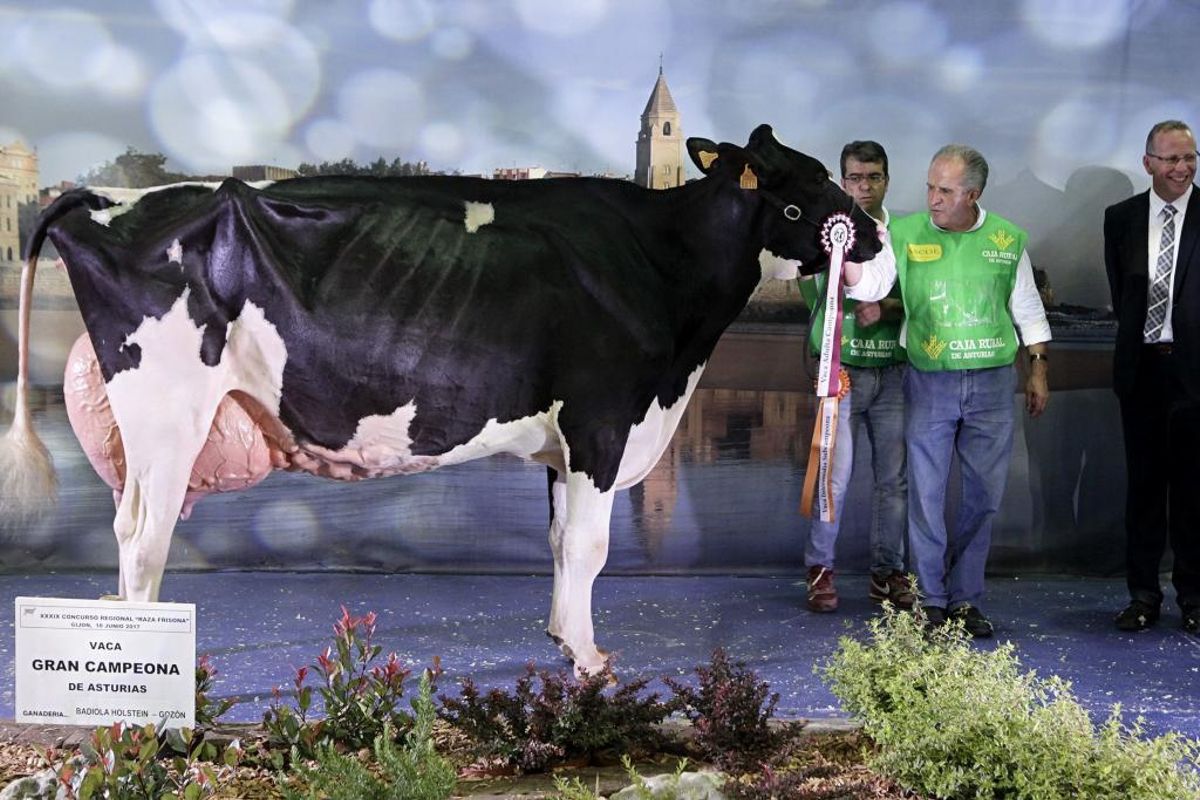 Las mejores ubres de Asturias producen setenta litros de leche al día en Gozón