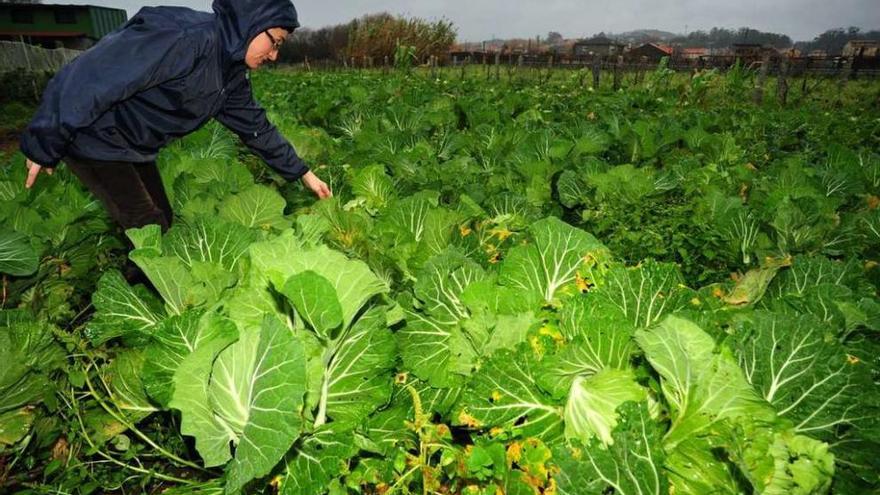 Una agricultora en su plantación de asa de cántaro, que tiene un precio similar al de la coliflor. // Iñaki Abella