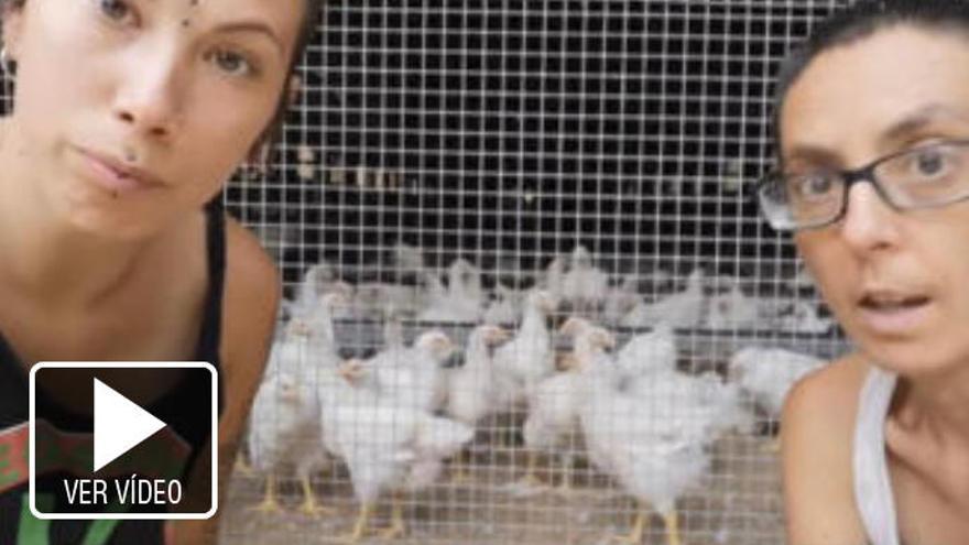 Gallos violadores y gallinas &quot;comehuevos&quot;: el vídeo de dos veganas que revoluciona la red