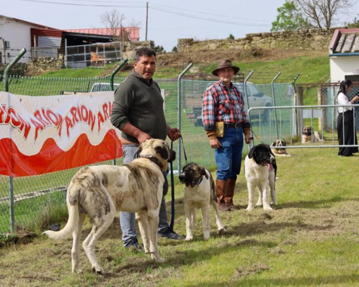 La "Churra Galega Mirandesa" se exhibe en la feria de Malhadas
