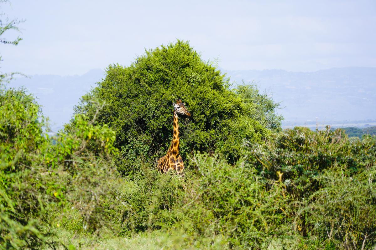 Ejemplar de jirafa masai.