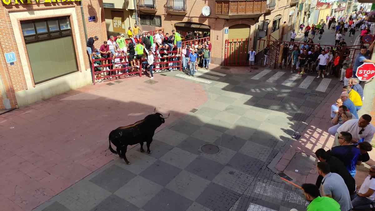 GALERÍA: El toro del cajón de La Reata, de las fiestas de Benavente, en imágenes