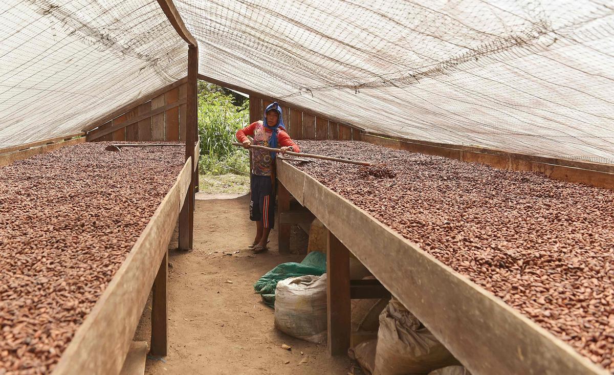 Desde hace diez años en Guerima, Colombia, los árboles de cacao reemplazan a los arbustos de coca en este departamento del tamaño de Guatemala, fronterizo con Venezuela. Está lejos de la bonanza que trajo el ingrediente principal de la cocaína, pero se ha convertido en una fuente estable de ingresos.