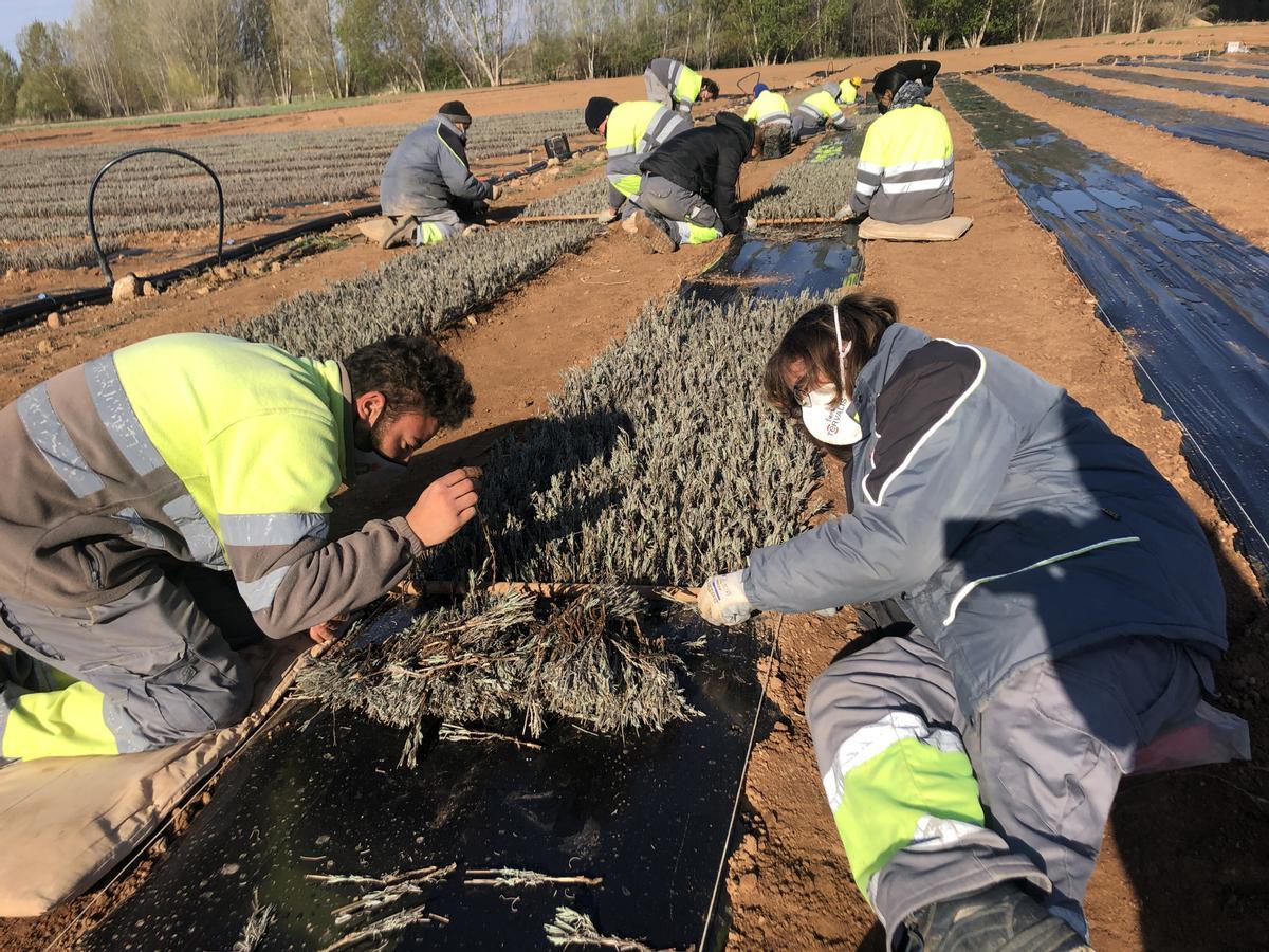 Trabajadores de uno de los centros especiales de empleo de la entidad preparan el cultivo de lavanda.