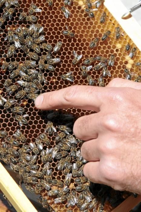 Pau Ixent Queralt und Biel Coll sind die einzigen Züchter von Bienenköniginnen auf der Insel. Ein Besuch auf den Wiesen von Son Berga bei Alaró