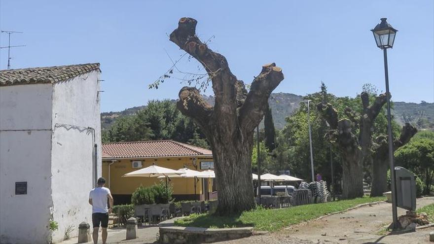 El ayuntamiento intenta recuperar los olmos del barrio del Espíritu Santo