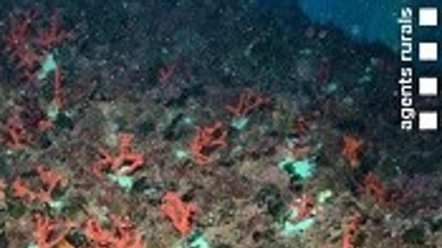 Pla detall del corall reimplantat al fons marí al cap de Creus