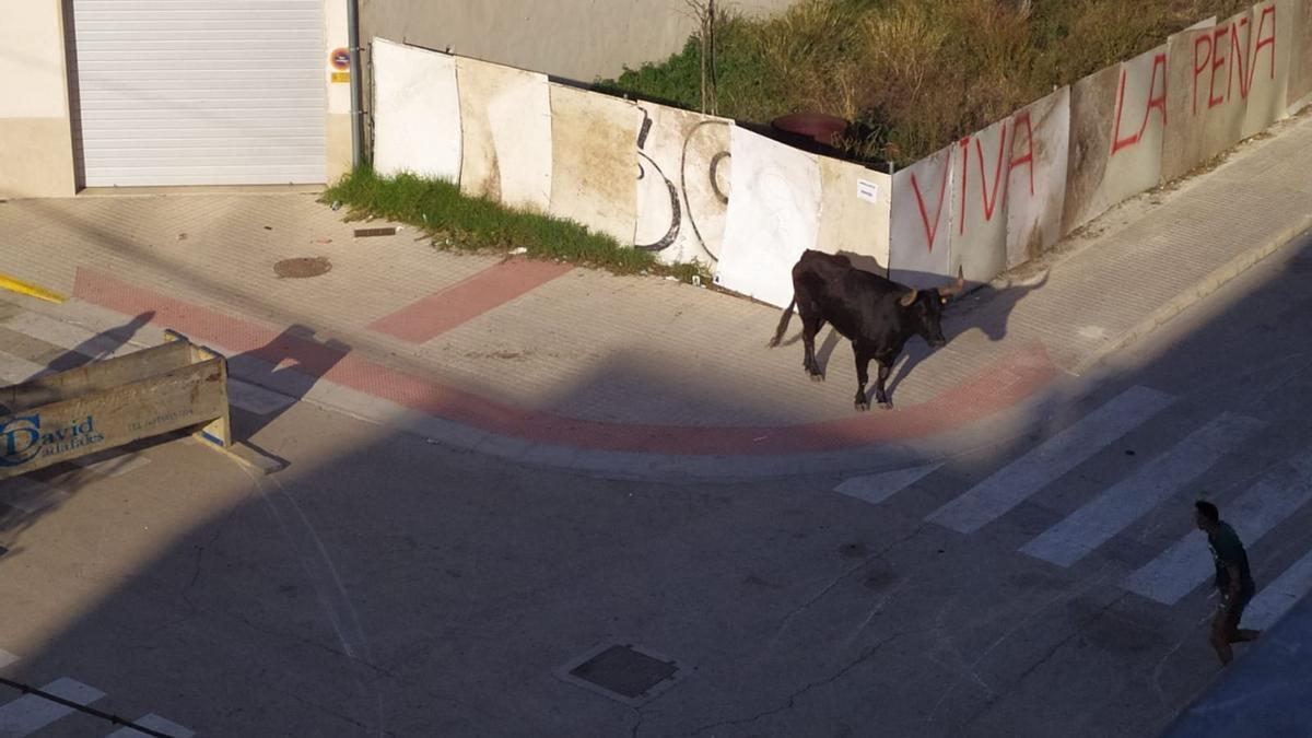 El toro que se escapado en Tavarnes