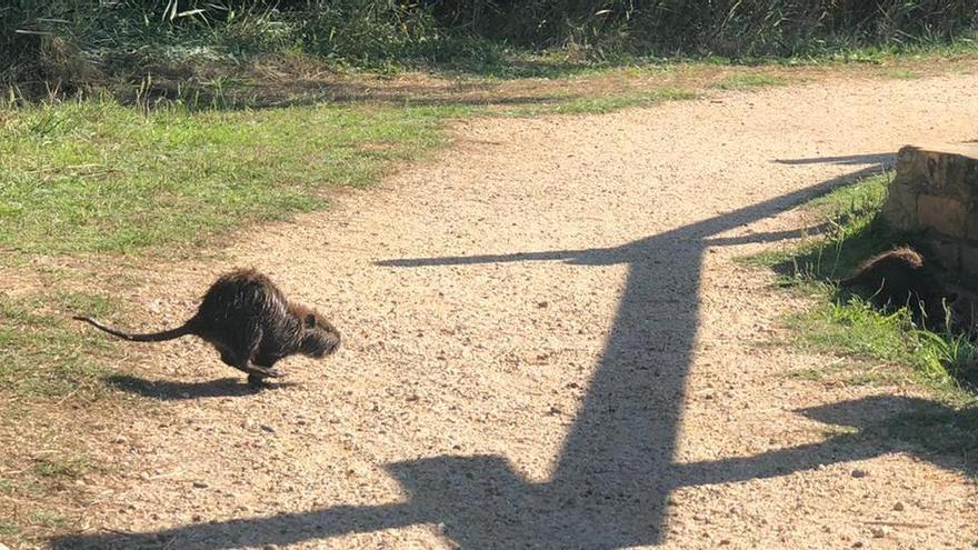 Un coipú corrent als Aiguamolls d&#039;Empordà