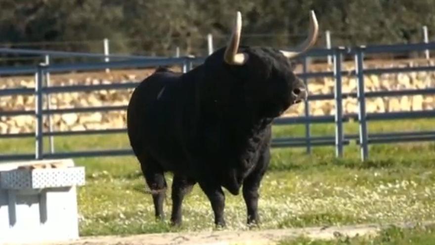 Vídeo: Así es el espectacular toro de 12.000 euros que llega este sábado a la Vall d’Uixó