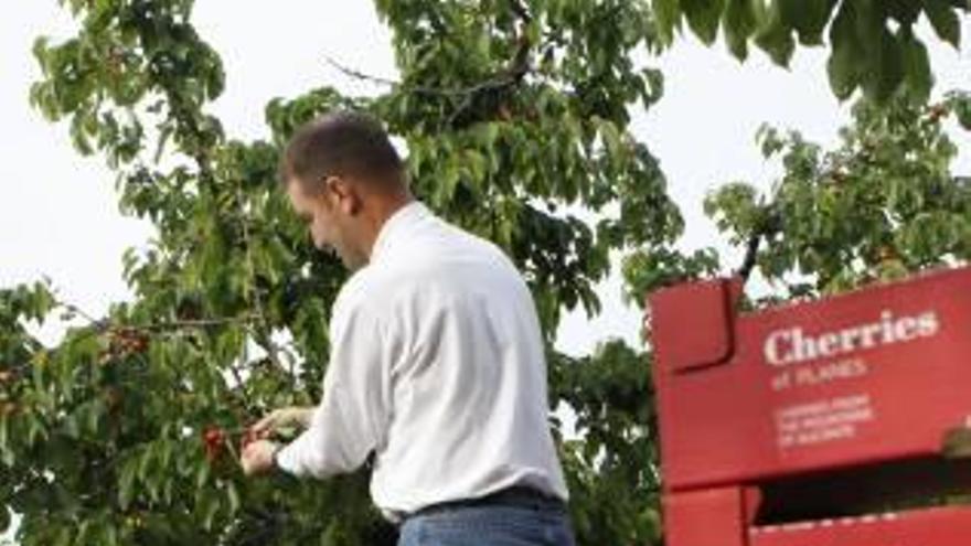 Hacienda deja sin reducciones del IRPF a la cereza pese a las graves pérdidas por la sequía