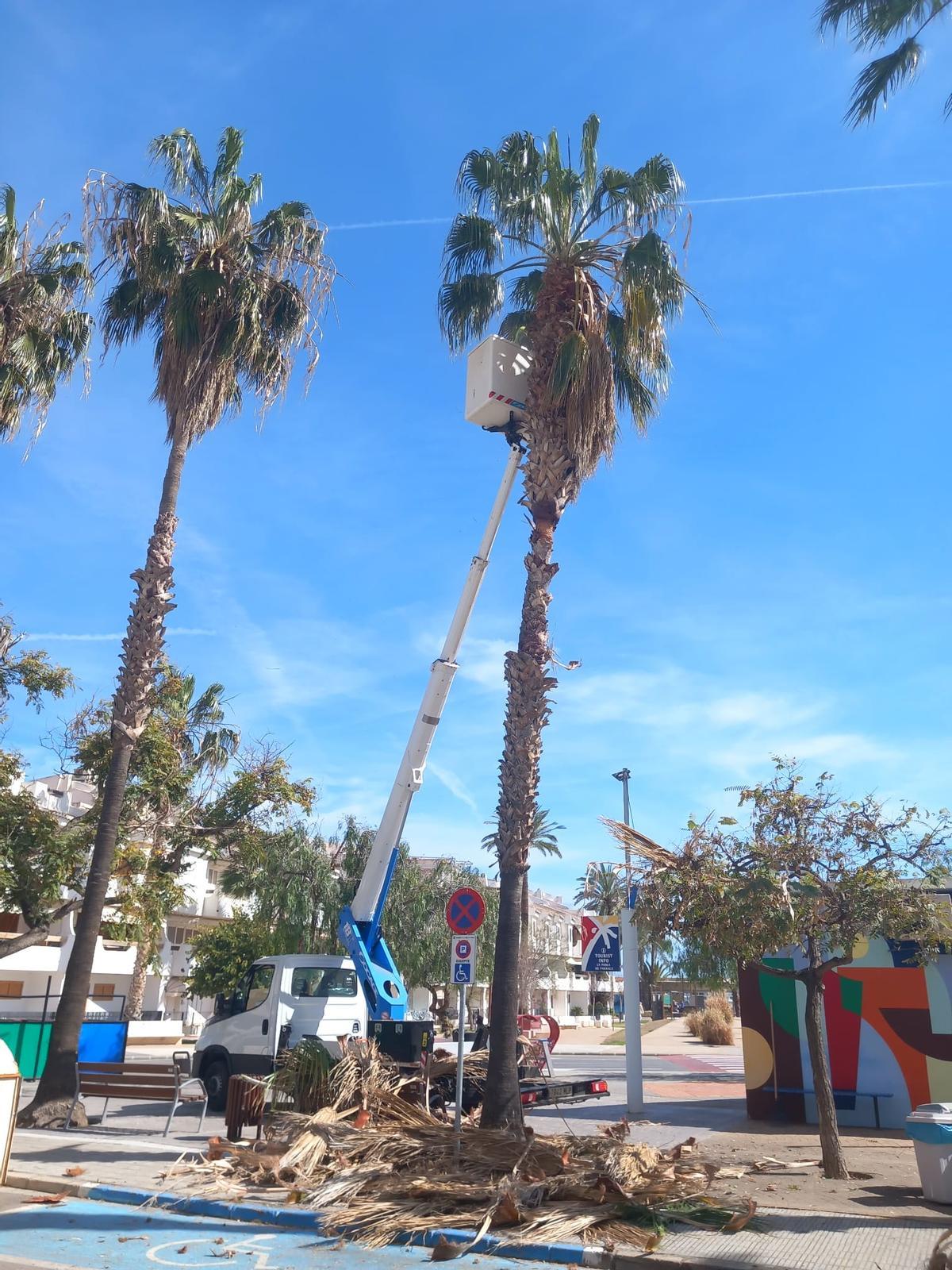 Trabajos de poda en las palmeras de la Pobla de Farnals.