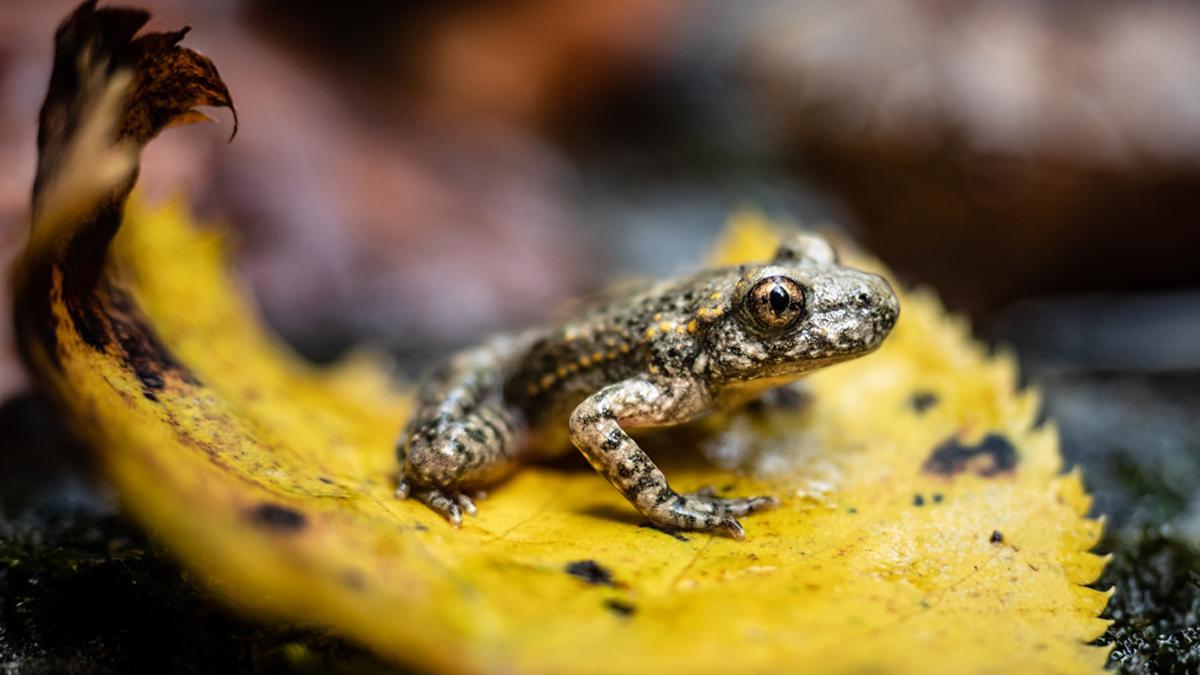 Estas son algunas de las especies en declive en Catalunya