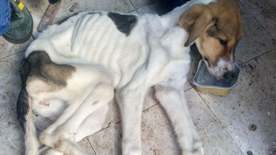 Deja a sus perros sin comida ni luz y rodeados de basura en Castelló