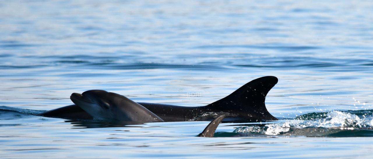 El delfín mular (arroaz) recién nacido, nadando en aguas de Arousa al lado de su madre.   | //  BDRI