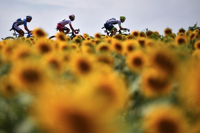 Thomas De Gendt de Bélgica, Stephane Rossetto de Francia y Lilian Calmejane de Francia viajan en una escapada, con girasoles en primer plano durante la undécima etapa de la 106ª edición de la carrera ciclista Tour de France entre Albi y Toulouse.