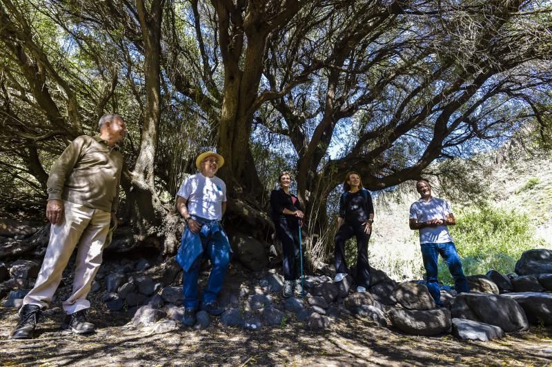 Inauguración del camino de las bestias en Ingenio