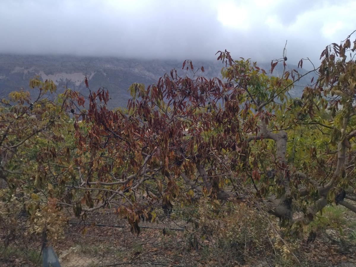 La destrucción del incendio de Tàrbena, en imágenes