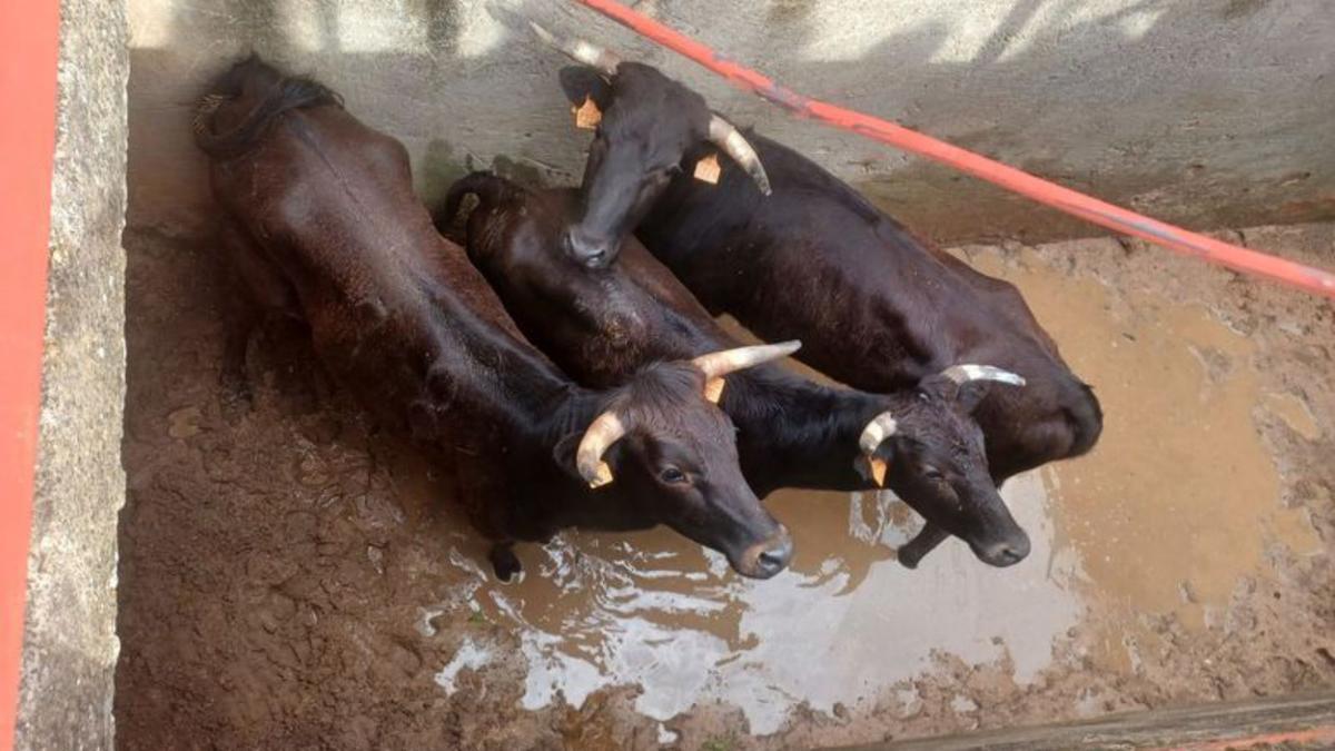 Imagen de archivo. Un novillo anda suelto: la Guardia Civil busca a un toro que se ha escapado.