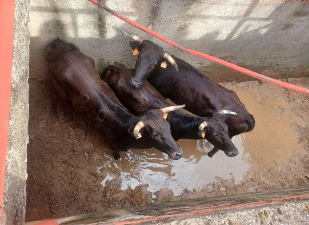 Novillos, vacas, vaquillas y mucha lluvia