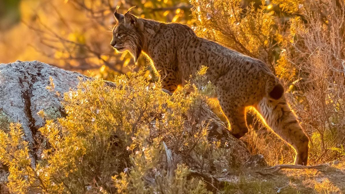 Un lince ibérico en el medio natural