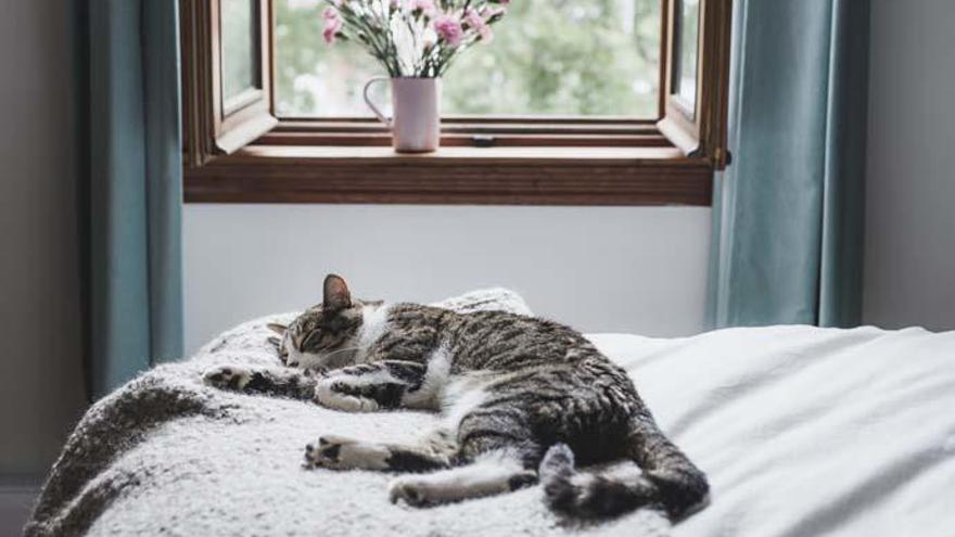 Sigue estos consejos para evitar que tu gato pase calor.