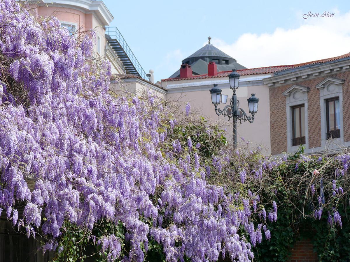 La floración plena suele concentrarse en la primera mitad de abril