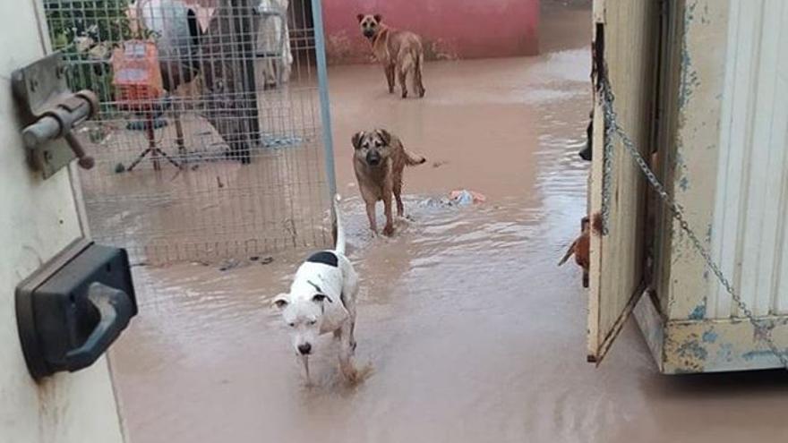 La protectora de Sueca inundada pide ayuda para salvar a sus perros