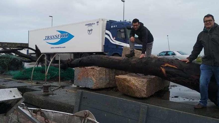 Un tronco de 20 metros de largo deja en evidencia las carencias de Porto  Meloxo - Faro de Vigo