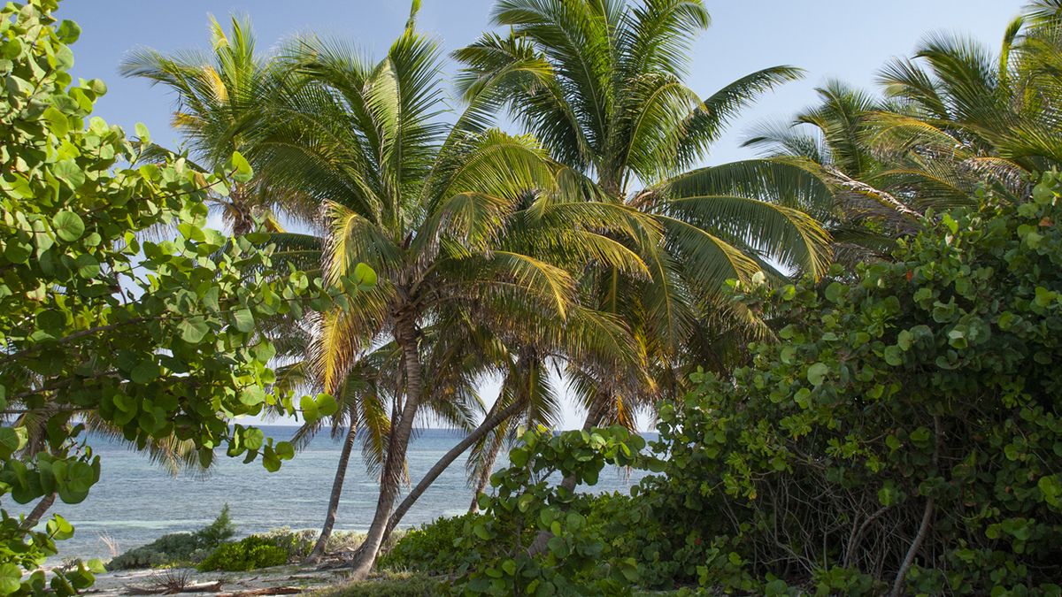 Vegetación tropical, playas vírgenes y tranquilidad absoluta definen el paisaje natural de Little Cayman.