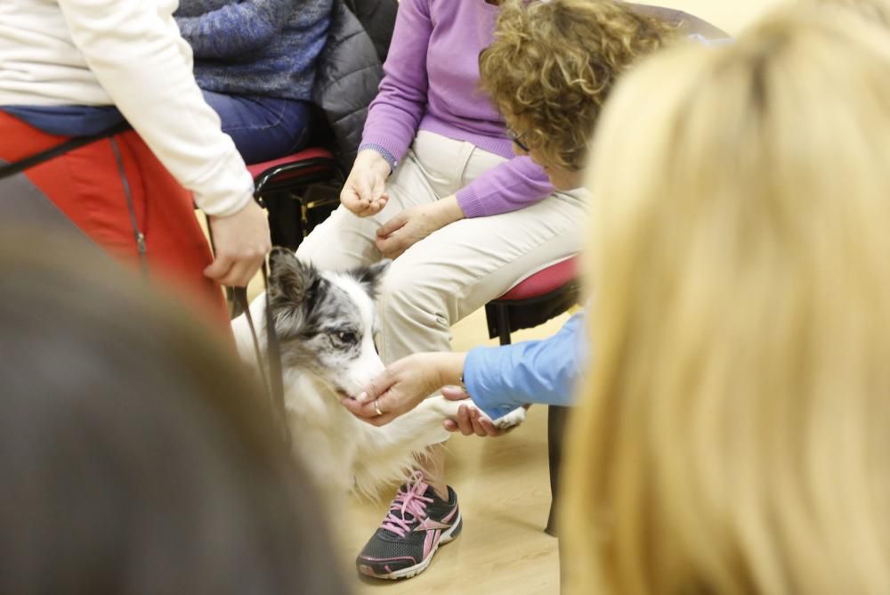 Taller de terapia con perros en el centro de mayores de Las Meanas, Avilés