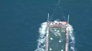 La ballena Timmy ya nada camino de la libertad