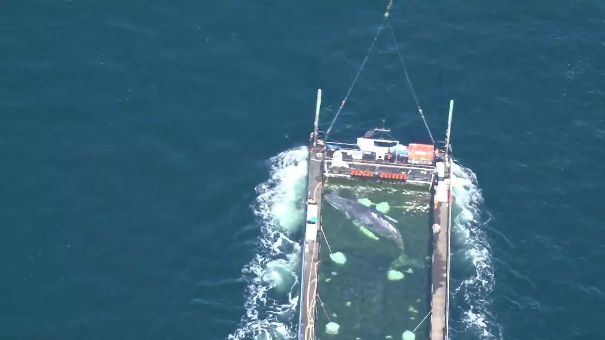 La ballena Timmy ya nada camino de la libertad