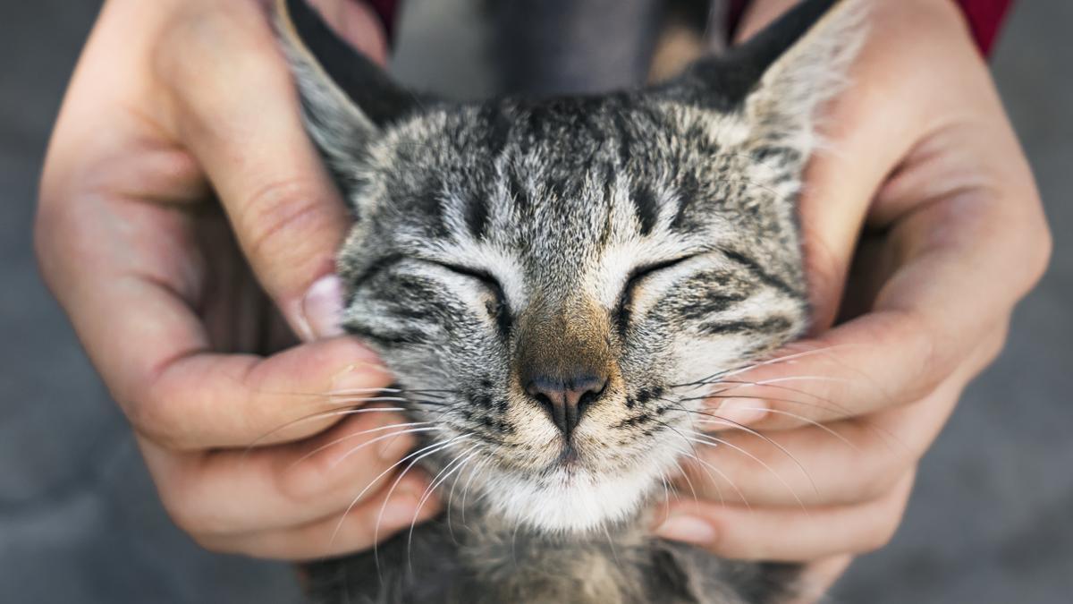 CURIOSIDADES DE LOS GATOS  Increíble pero cierto: 40 secretos de los gatos  que no sabías