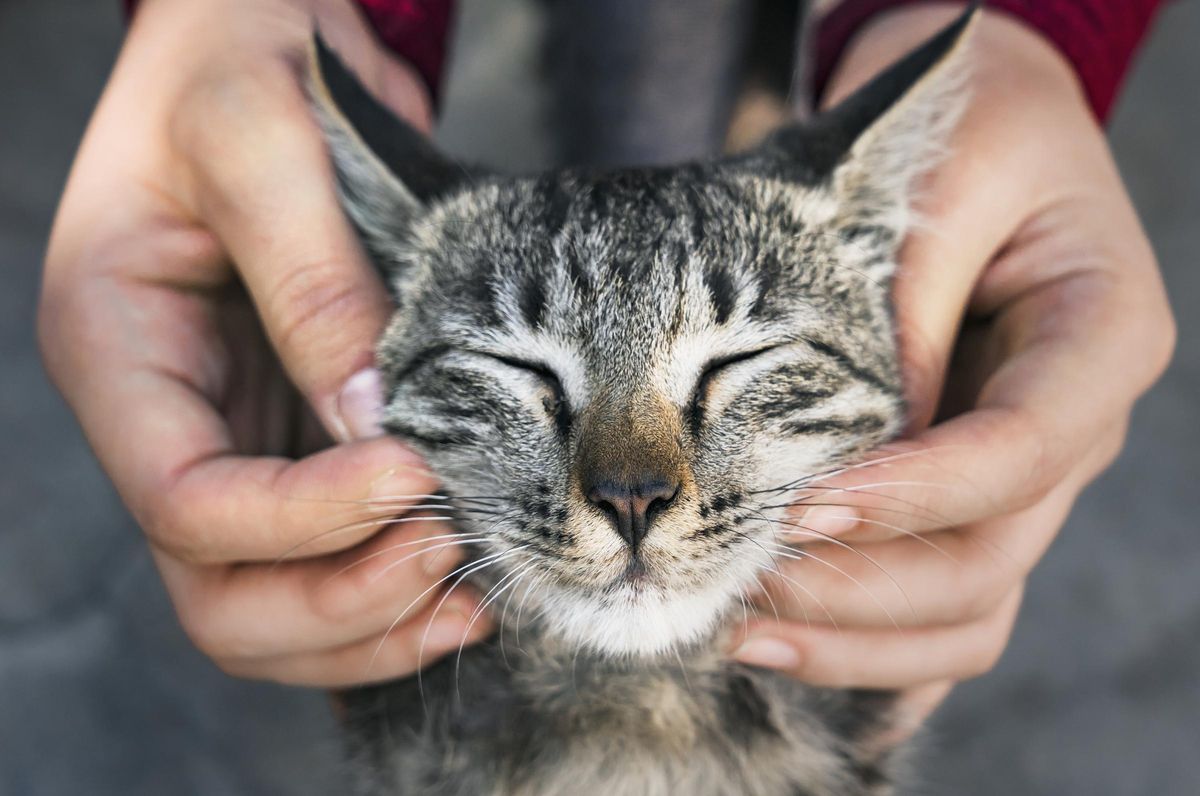 Descubre las 40 curiosidades más sorprendentes y peculiares sobre los gatos que probablemente no conocías