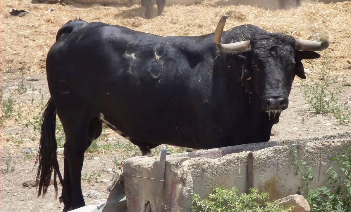 Así es 'Pintado', con el pitón izquierdo partido.