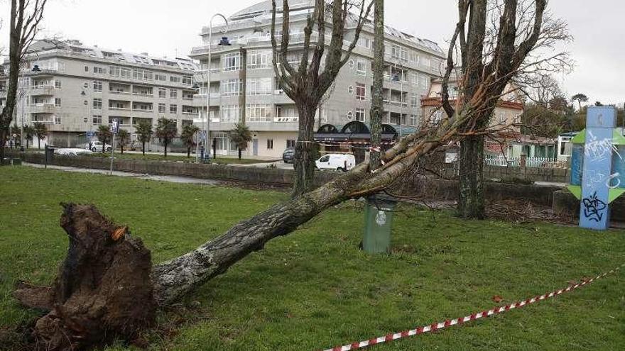 La fuerza del viento arrancó un árbol de raíz. // R.Grobas