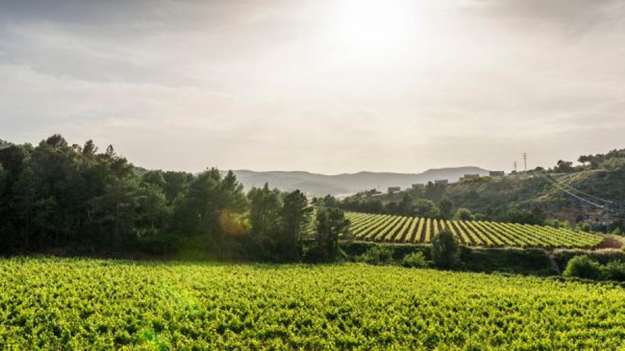 Un passeig pel Penedès: Agustí Torelló Mata