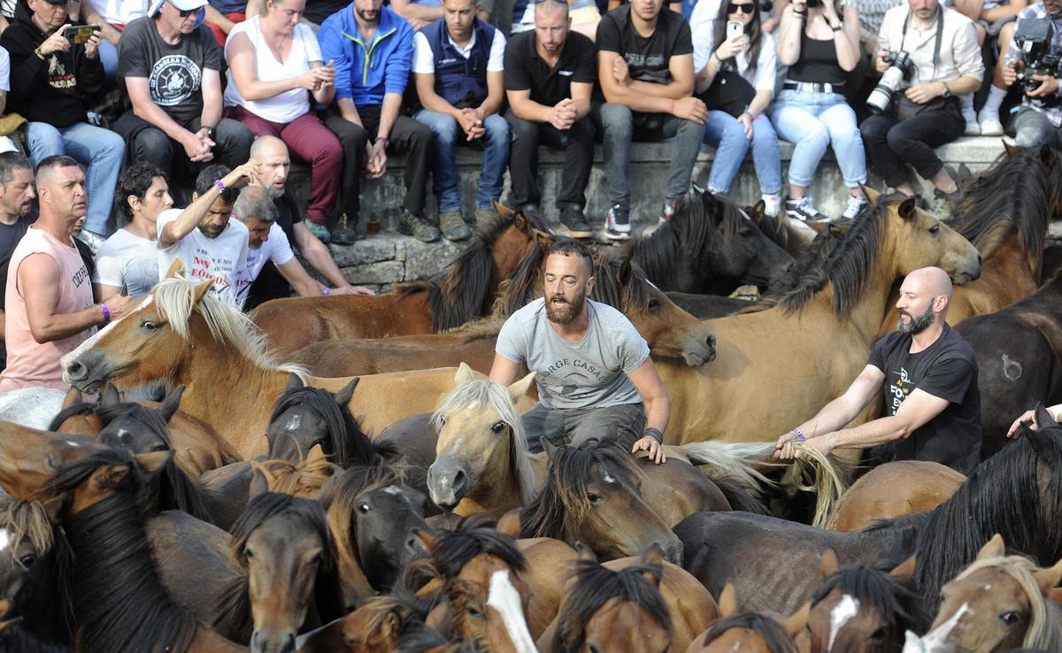 Pistoletazo de salida a la Rapa de Sabucedo 2024