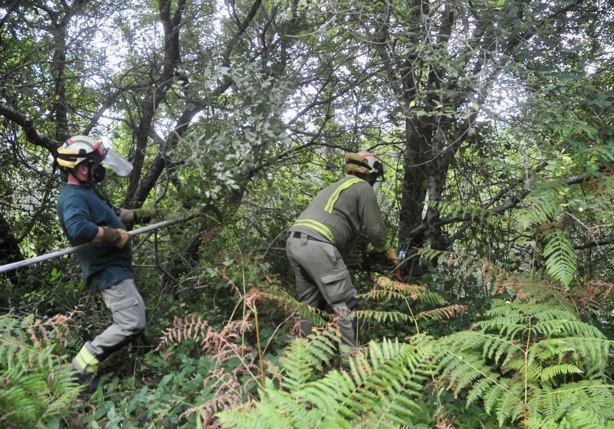 Dos personas realizan tareas de desbroce en una finca situada en Moaña. / RAFA VÁZQUEZ
